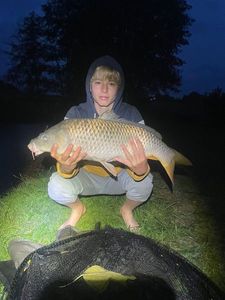 Common Carp