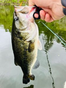 Largemouth Bass