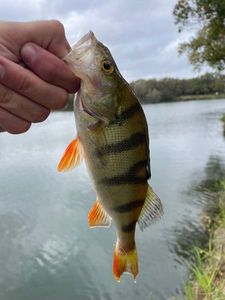 European Perch