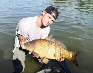 Common Carp