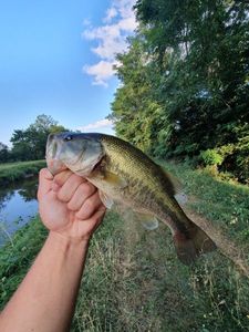 Largemouth Bass