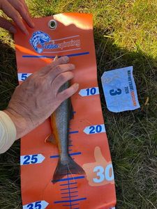 Brook Trout