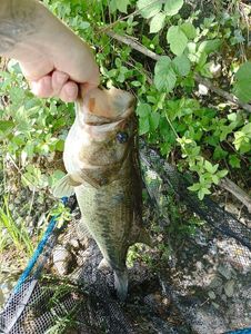 Largemouth Bass