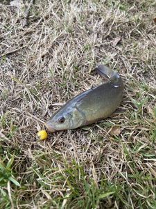 Tench