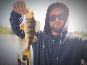 European Perch