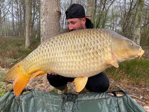 Common Carp