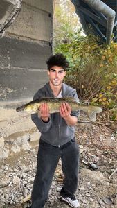 Zander