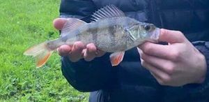 European Perch