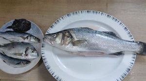 European Bass (Seabass)