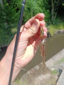 Gudgeon