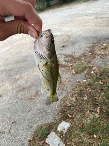 Largemouth Bass