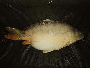 Mirror Carp