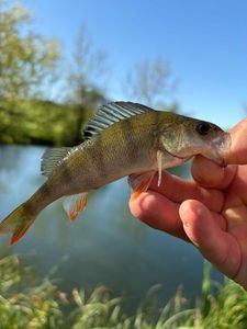 European Perch