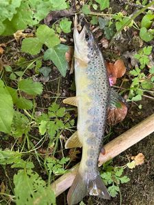 Brown Trout