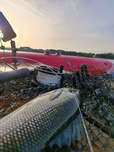 European Bass (Seabass)