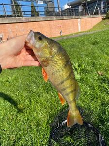 European Perch