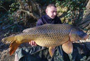 Common Carp