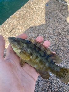 Ballan Wrasse