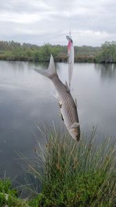 Thicklip Grey Mullet