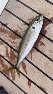 Mediterranean Horse Mackerel