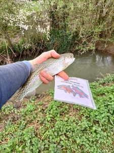 Rainbow Trout