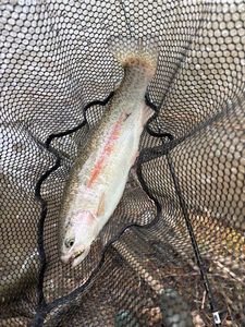 Rainbow Trout
