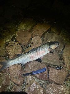 Flathead Grey Mullet
