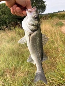 European Bass (Seabass)