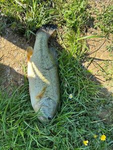 Smallmouth Bass