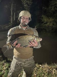 Common Bream