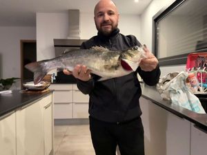 European Bass (Seabass)