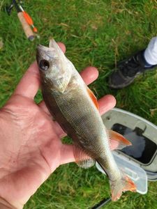 European Perch