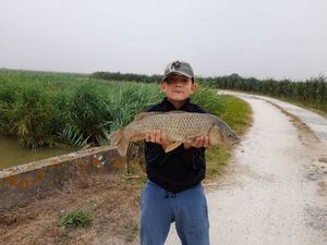 Common Carp