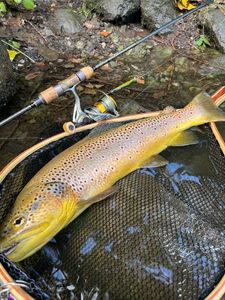 Brown Trout