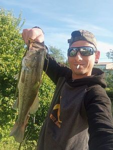 Largemouth Bass
