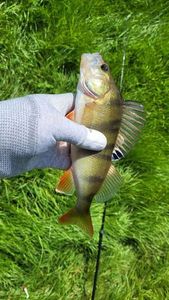 European Perch