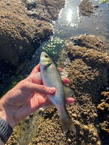 European Bass (Seabass)