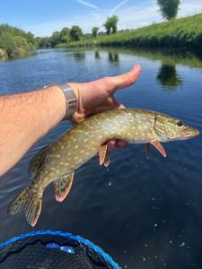 Northern Pike