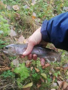 Rainbow Trout