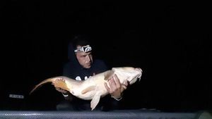 Mirror Carp