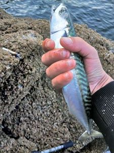 Mackerel