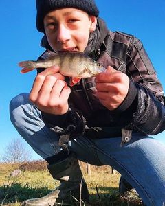 European Perch