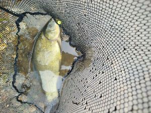 Tench