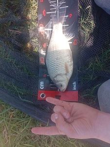 Crucian Carp