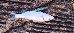 European Bass (Seabass)