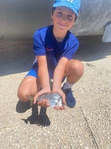Gilthead Seabream