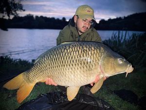 Common Carp