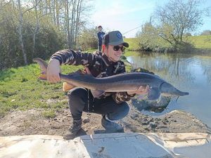 Sturgeon