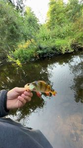 Yellow Perch