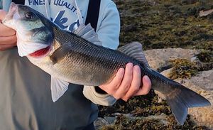 European Bass (Seabass)
